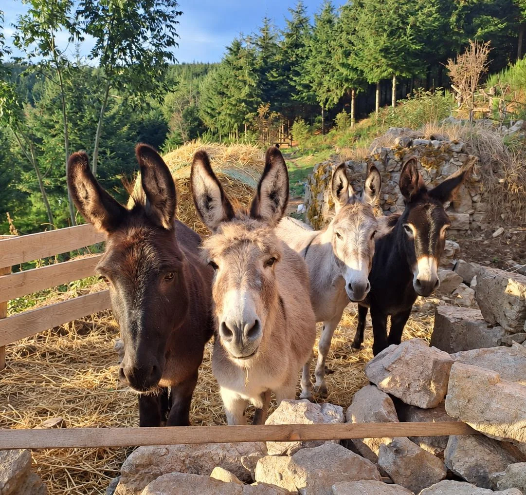 The donkeys of Mont Sardier standing together beside the forest